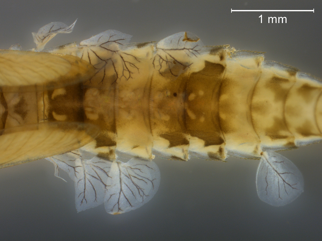 Cloeon praetextum